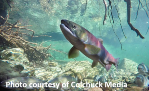 Steelhead runs predicted to be worst in decades