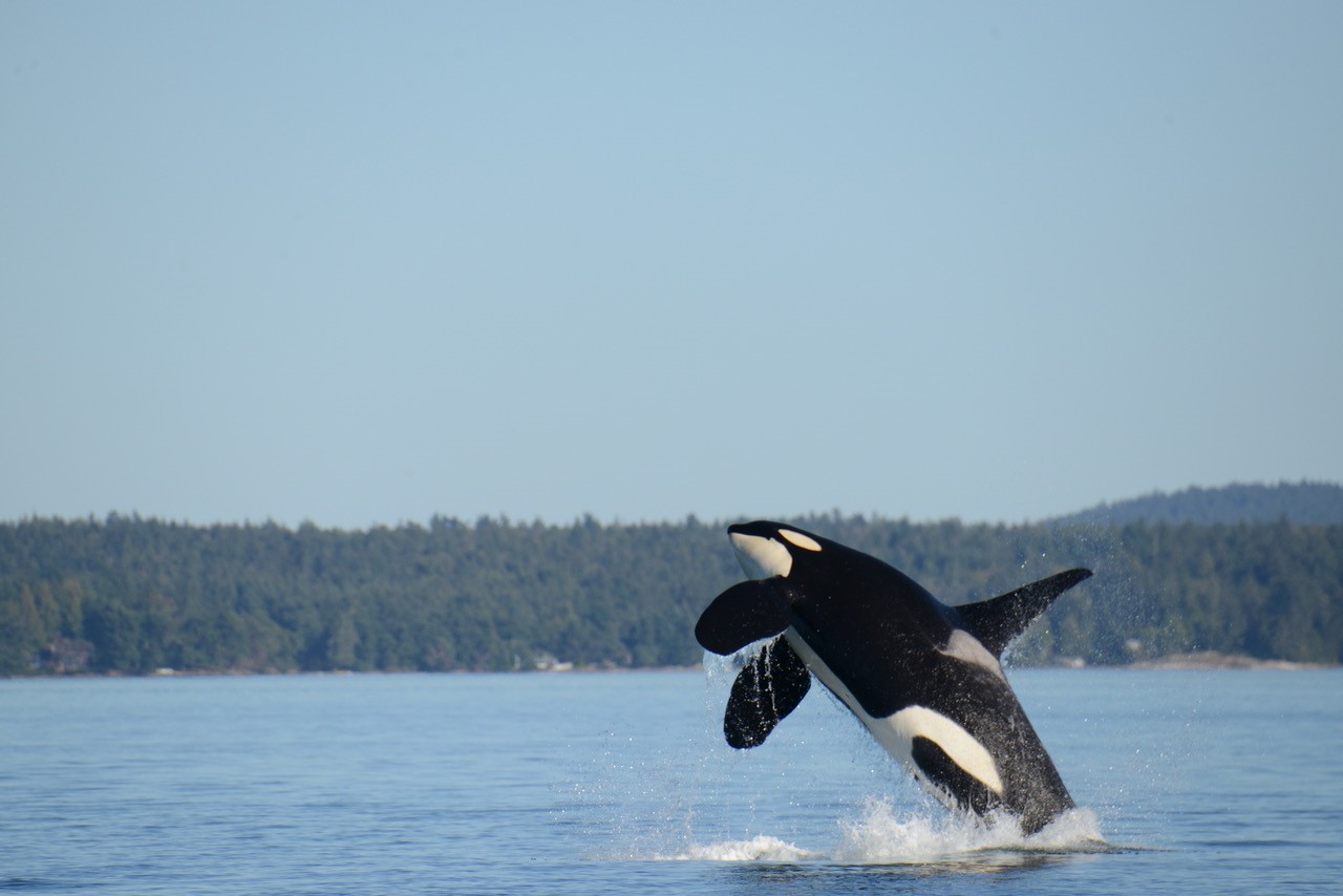 Image Credit: Center for Whale Research