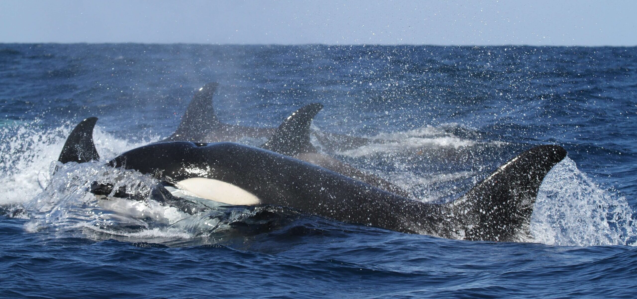 Group of Orcas